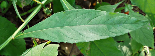 image of Verbesina alternifolia, Common Wingstem