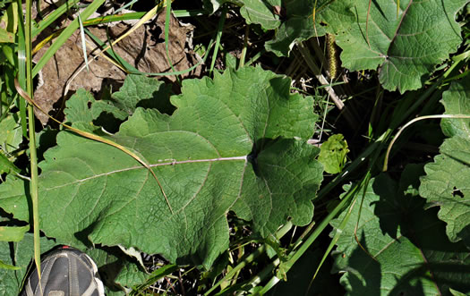 image of Arctium minus, Lesser Burdock, Common Burdock