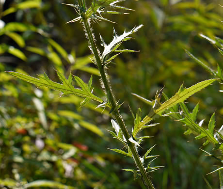 image of Cirsium discolor, Field Thistle