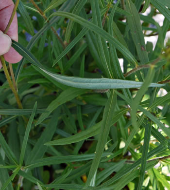 image of Helianthus angustifolius, Narrowleaf Sunflower, Swamp Sunflower