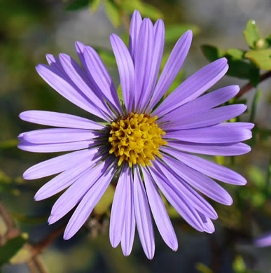 image of Symphyotrichum oblongifolium, Eastern Aromatic Aster, Shale-barren Aster