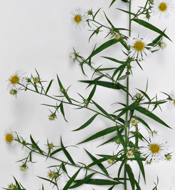 image of Symphyotrichum pilosum var. pilosum, Frost Aster, White Heath Aster