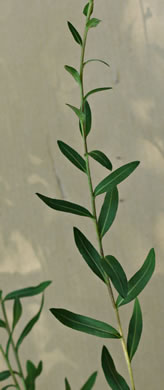 image of Chrysopsis mariana, Maryland Goldenaster