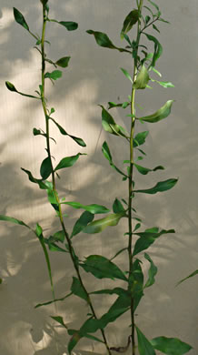 image of Solidago erecta, Slender Goldenrod, Erect Goldenrod