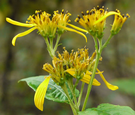 Verbesina occidentalis, Southern Crownbeard, Yellow Crownbeard