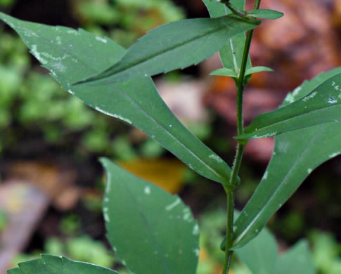 image of Symphyotrichum prenanthoides, Zigzag Aster, Crooked-stem Aster