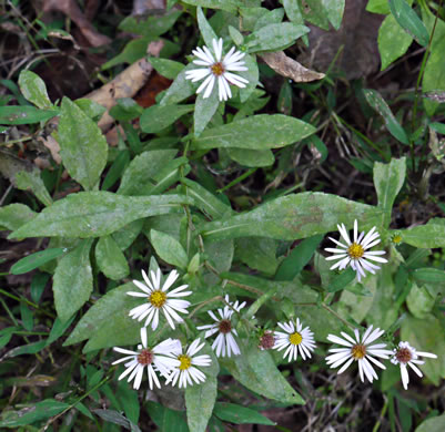 image of Symphyotrichum prenanthoides, Zigzag Aster, Crooked-stem Aster