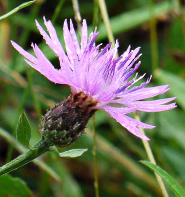 image of Centaurea nigrescens, Tyrol Knapweed, Short-fringed Knapweed