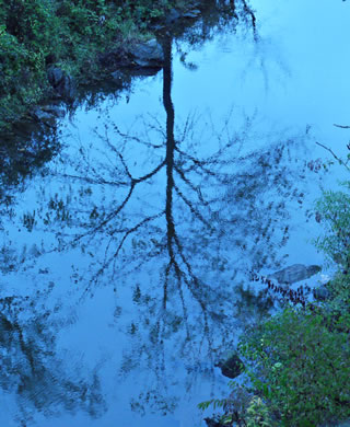 image of Juglans nigra, Black Walnut