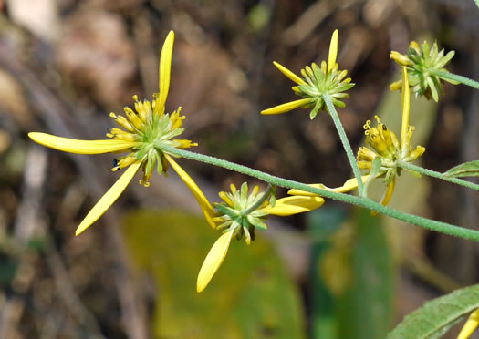 Verbesina alternifolia, Common Wingstem