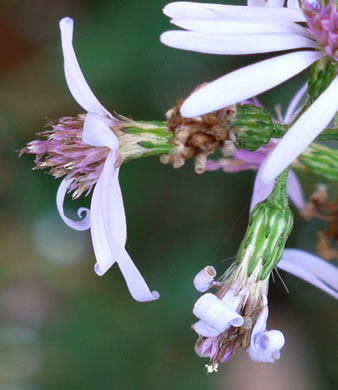 image of Symphyotrichum cordifolium, Heartleaf Aster, Common Blue Wood Aster