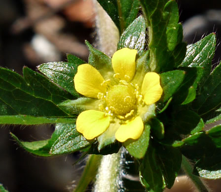 image of Potentilla norvegica, Strawberry-weed, Rough Cinquefoil, Norwegian Cinquefoil