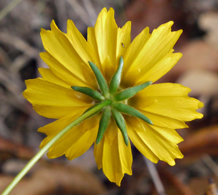 Coreopsis grandiflora var. grandiflora, Large-flowered Coreopsis, Largeflower Tickseed