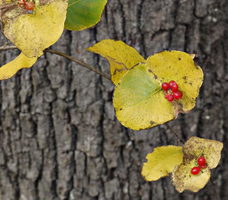 image of Lonicera flava, Yellow Honeysuckle