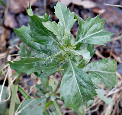 image of Baccharis halimifolia, Silverling, Groundsel-tree, Consumption-weed, Sea-myrtle