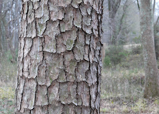 image of Pinus echinata, Shortleaf Pine, Yellow Pine, Rosemary Pine