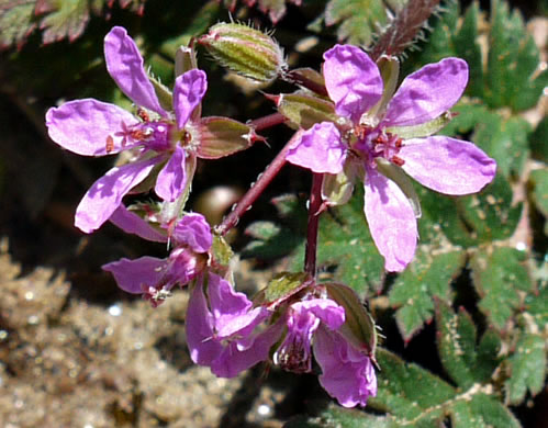 image of Erodium cicutarium, Common Storksbill, Redstem Storksbill, Heronsbill, Redstem Filaree