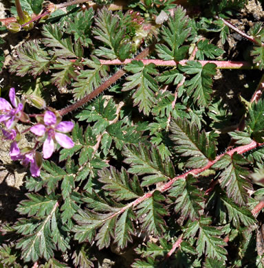 Erodium cicutarium, Common Storksbill, Redstem Storksbill, Heronsbill, Redstem Filaree