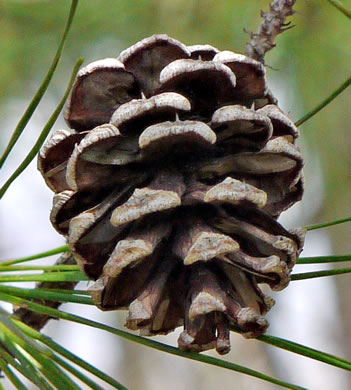 image of Pinus echinata, Shortleaf Pine, Yellow Pine, Rosemary Pine