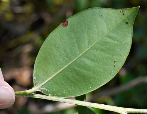 image of Lyonia lucida, Shining Fetterbush, Lyonia, Hemleaf