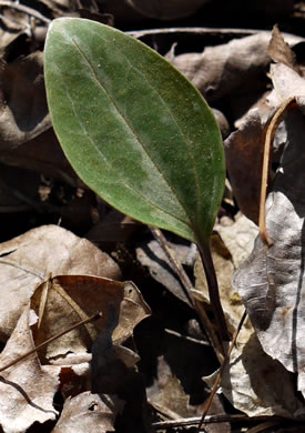 image of Trillium reliquum, Relict Trillium