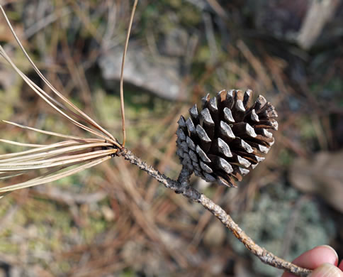 image of Pinus echinata, Shortleaf Pine, Yellow Pine, Rosemary Pine