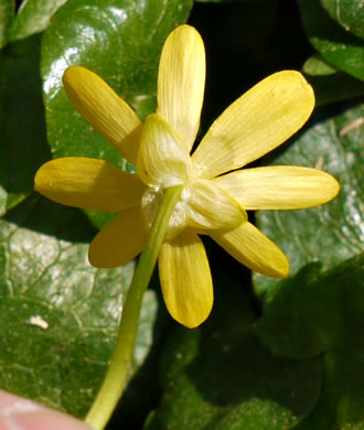 image of Ficaria verna ssp. verna, Fig Buttercup, Lesser Celandine, Pilewort