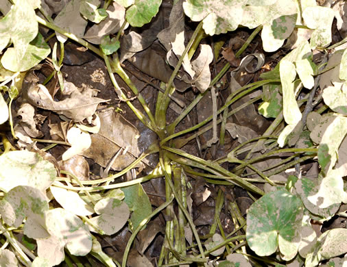 image of Ficaria verna ssp. verna, Fig Buttercup, Lesser Celandine, Pilewort