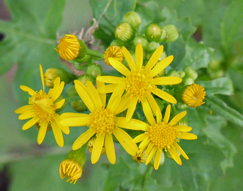 image of Packera glabella, Butterweed, Smooth Ragwort, Smooth Groundsel, Yellowtop