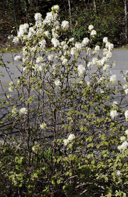 image of Fothergilla gardenii, Coastal Witch-alder, Pocosin Witch-alder, Dwarf Witch-alder, Fothergilla