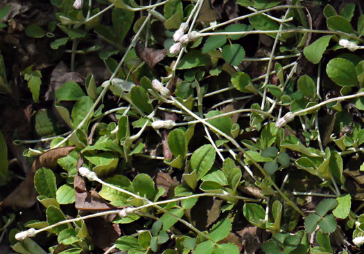 image of Antennaria solitaria, Solitary Pussytoes, Southern Singlehead Pussytoes