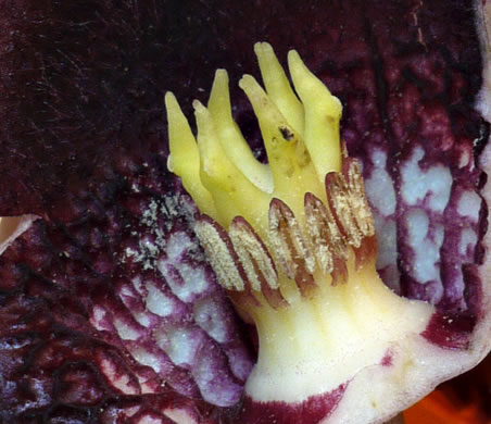 image of Hexastylis shuttleworthii, Large-flower Heartleaf, Wild Ginger