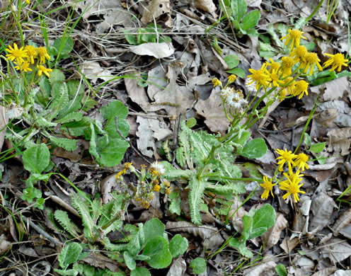 image of Packera obovata, Roundleaf Ragwort, Roundleaf Groundsel, Spatulate-leaved Ragwort, Running Ragwort