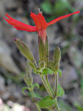 image of Silene virginica var. virginica, Fire-pink