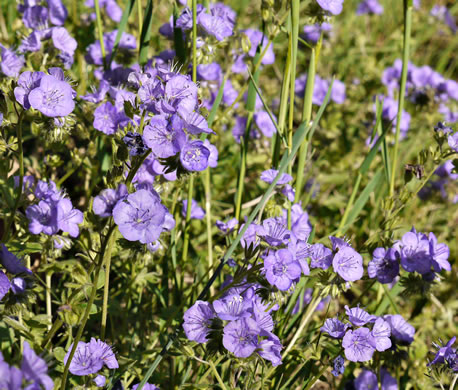 image of Phacelia maculata, Spotted Phacelia, Flatrock Phacelia