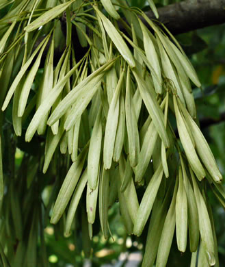 image of Fraxinus pennsylvanica, Green Ash, Red Ash