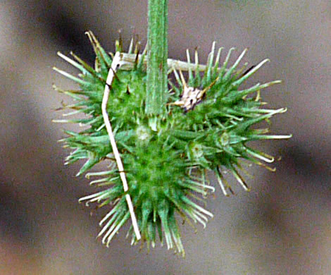 image of Sanicula smallii, Small's Sanicle, Southern Sanicle, Small's Black-snakeroot