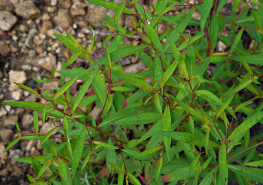 image of Ludwigia alternifolia, Alternate-leaf Seedbox, Bushy Seedbox