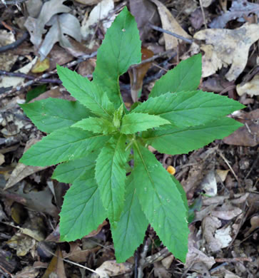 image of Erechtites hieraciifolius, Fireweed, American Burnweed, Pilewort