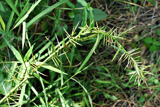 image of Dulichium arundinaceum var. arundinaceum, Threeway Sedge