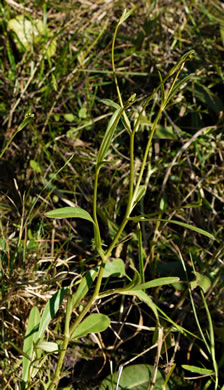 image of Coreopsis gladiata, Swamp Coreopsis, Swamp Tickseed, Seepage Coreopsis, Coastal Plain Tickseed