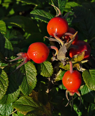 image of Rosa rugosa, Japanese Rose, Rugosa Rose, Beach Rose