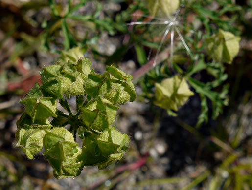 image of Malva moschata, Marsh Mallow, Musk Mallow, Rose Mallow