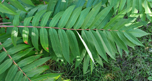 image of Rhus typhina, Staghorn Sumac