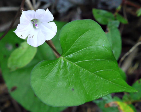 image of Ipomoea lacunosa, Small White Morning Glory, Small-flowered Morning Glory, Whitestar