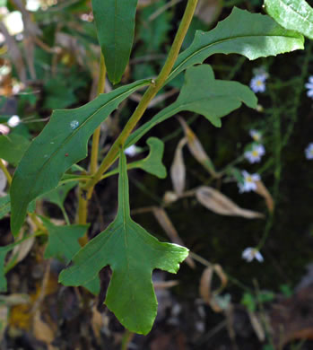 image of Nabalus serpentaria, Lion's-foot Rattlesnake-root, Gall-of-the-Earth