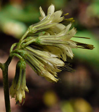 image of Nabalus serpentaria, Lion's-foot Rattlesnake-root, Gall-of-the-Earth