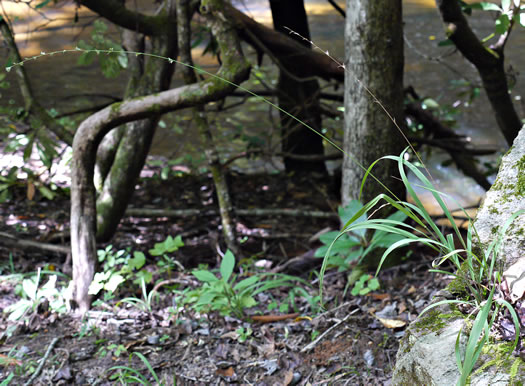 image of Chasmanthium sessiliflorum var. sessiliflorum, Longleaf Woodoats, Longleaf Spikegrass, Upland Oats