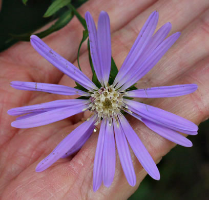 image of Symphyotrichum retroflexum, Curtis's Aster, Rigid Whitetop Aster