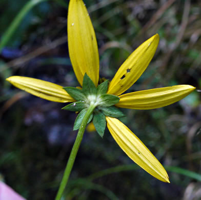 Rudbeckia laciniata var. humilis, Blue Ridge Cutleaf Coneflower